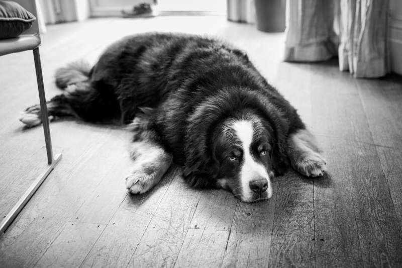 Large dog lying on floor. 