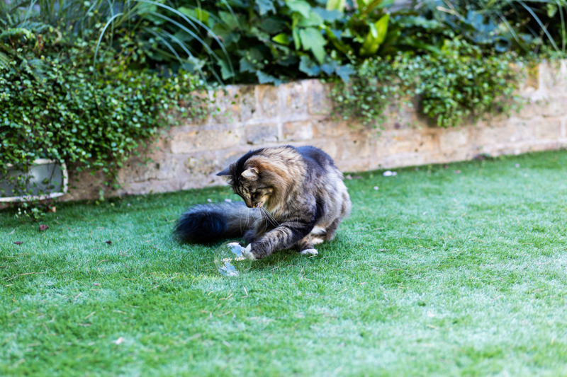 Cat playing with a bubble on the grass